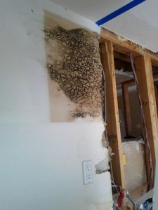 Water Damage Restoration Caused Mold Growth