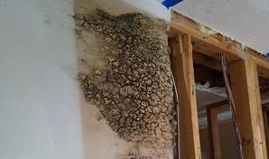 Mold Infested Wall After Ceiling Leak